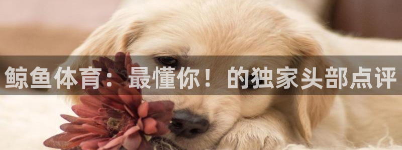 鲸鱼体育：最懂你！的独家头部点评