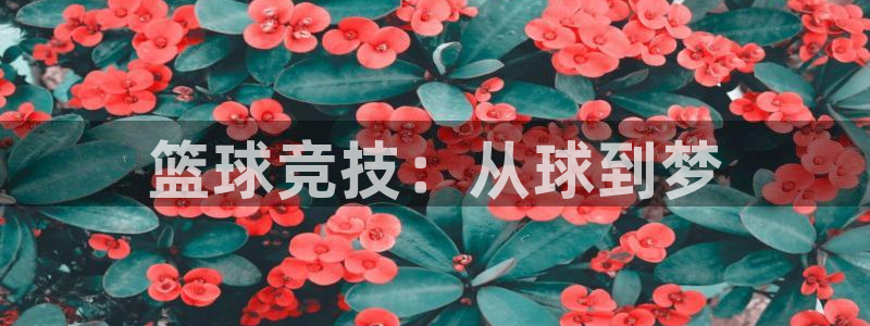 必一运动bsports官网