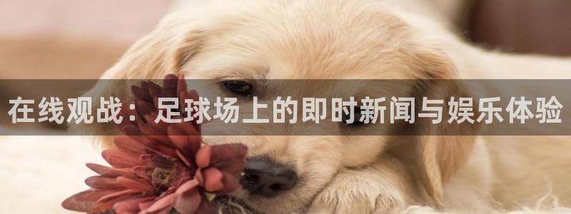 必一运动ai赋能极限运动：在线观战：足球场上的即时新闻与娱乐体验